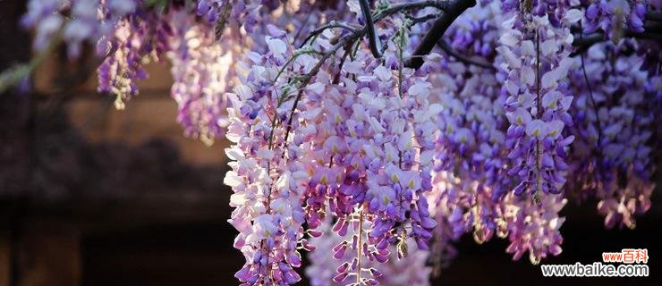 探索紫藤花的美丽寓意与神奇传说 紫藤花花语