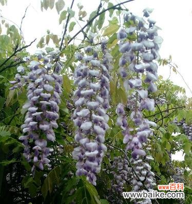 探索紫藤花的美丽寓意与神奇传说 紫藤花花语