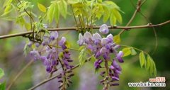 解读紫藤萝的寓意与象征意义 紫藤萝