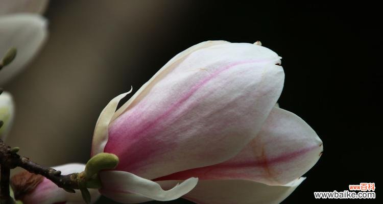 探索紫玉兰花的花语之美 紫玉兰花语之美——祈愿与希望