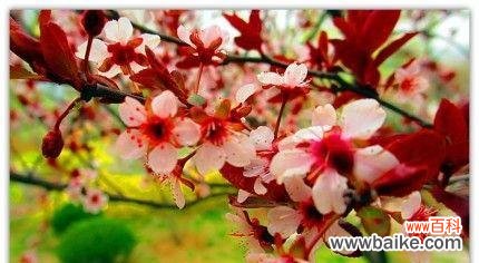 揭示紫叶李的生命之美与希望 紫叶李的寓意和象征