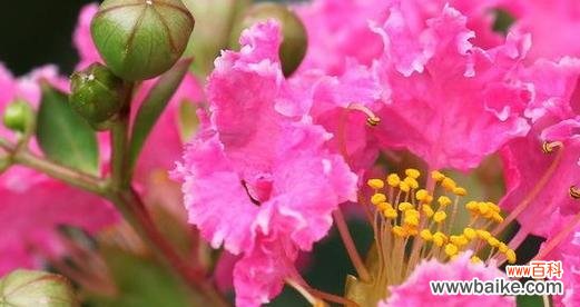 探寻紫薇花的象征意义与文化传承 紫薇花