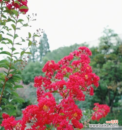 探寻紫薇花的象征意义与文化传承 紫薇花