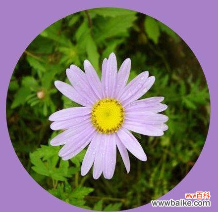 绽放于坚强与勇气之中的紫菀 紫菀花语传说