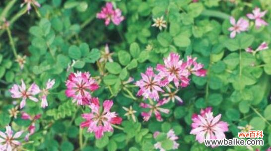 美丽的紫云英花 紫云英的花语-传递爱与美的使者