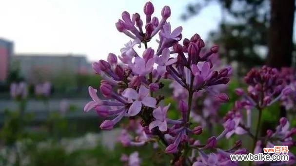 美丽的紫云英花 紫云英的花语-传递爱与美的使者