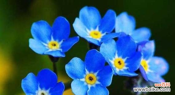 美丽的紫云英花 紫云英的花语-传递爱与美的使者