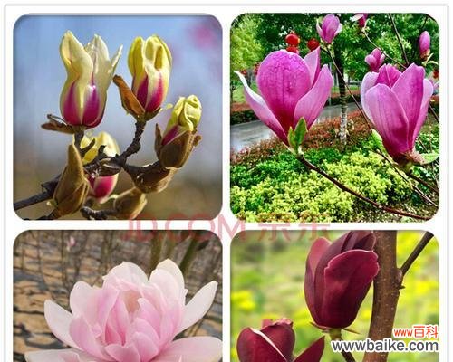 探寻紫玉兰花所代表的美丽与坚韧 紫玉兰花的象征与寓意