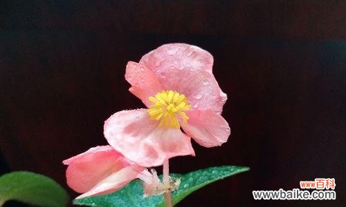 以康乃馨为主题的花语故事 绽放的花朵，传递的美丽