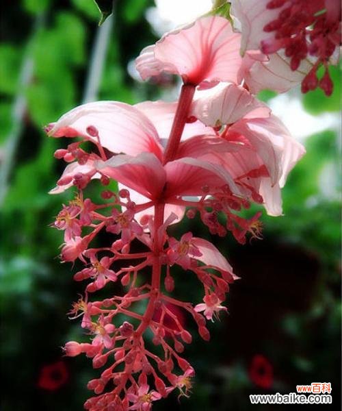 以康乃馨为主题的花语故事 绽放的花朵，传递的美丽