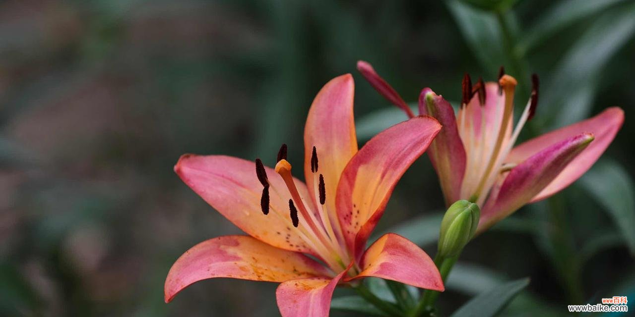 探寻友情花的多样魅力 友情花的美丽代表