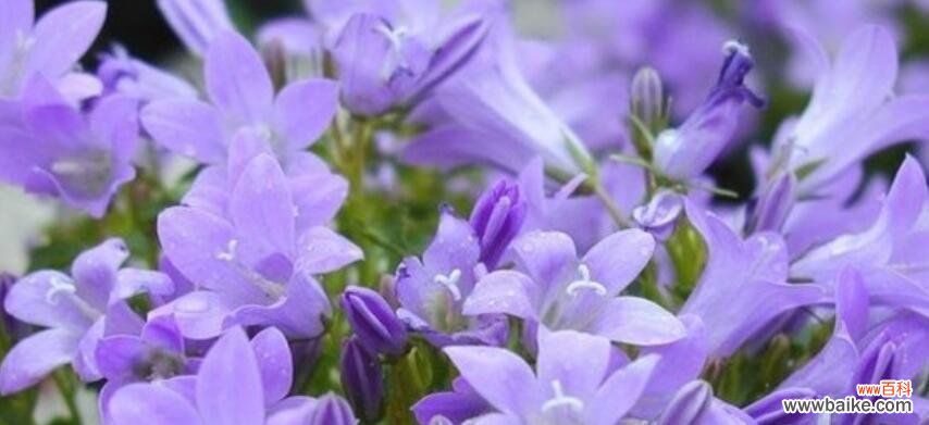 探秘最浪漫的花语及其背后的含义 花语传递的浪漫情感