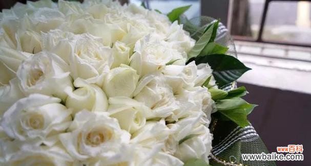 探寻白玫瑰的花语 白玫瑰的花语及其美丽寓意