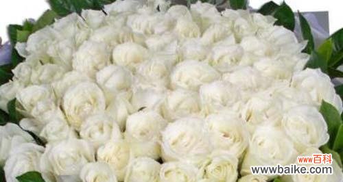 探寻白玫瑰的花语 白玫瑰的花语及其美丽寓意