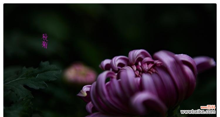 白菊的寓意与传说 白菊花语