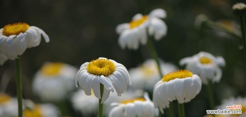 白菊的寓意与传说 白菊花语