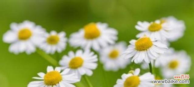 白菊的寓意与传说 白菊花语