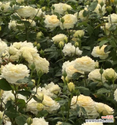 探索白色月季花的神秘语言及其深远象征 白色月季花的花语和象征意义