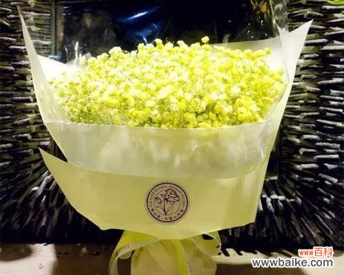 白色满天星花传递着纯洁和祝福 白色满天星的花语