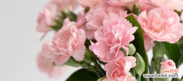 传递真挚情感的花海 白色康乃馨的花语——纯洁与祝福