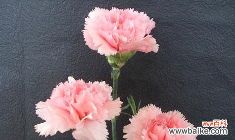 传递真挚情感的花海 白色康乃馨的花语——纯洁与祝福