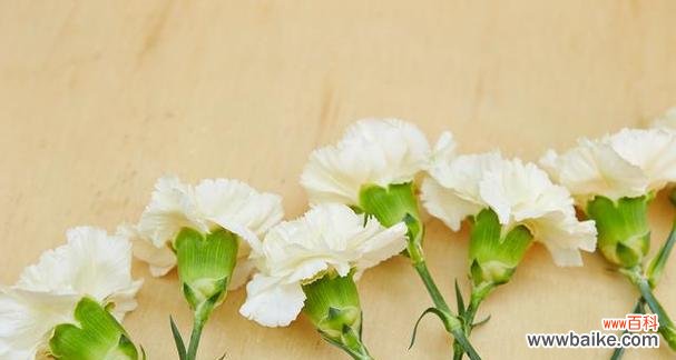 传递真挚情感的花海 白色康乃馨的花语——纯洁与祝福