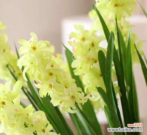 解读白色风信子花语 白色风信子的花语之美