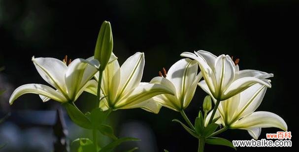 清雅芳香中蕴含的深层情感 水百合花语及其寓意