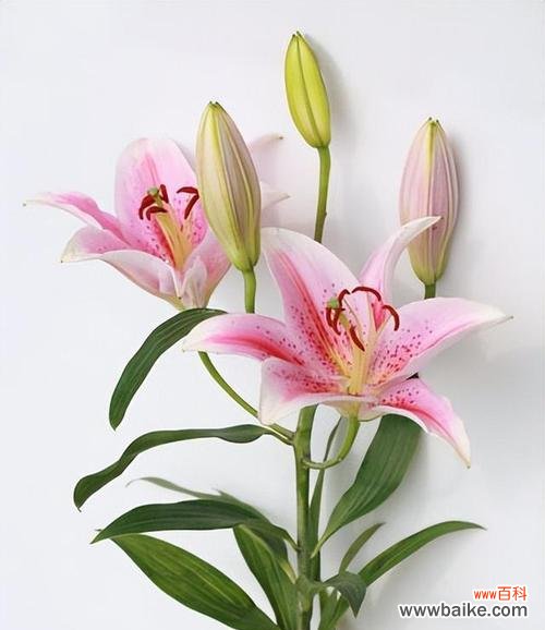 清雅芳香中蕴含的深层情感 水百合花语及其寓意