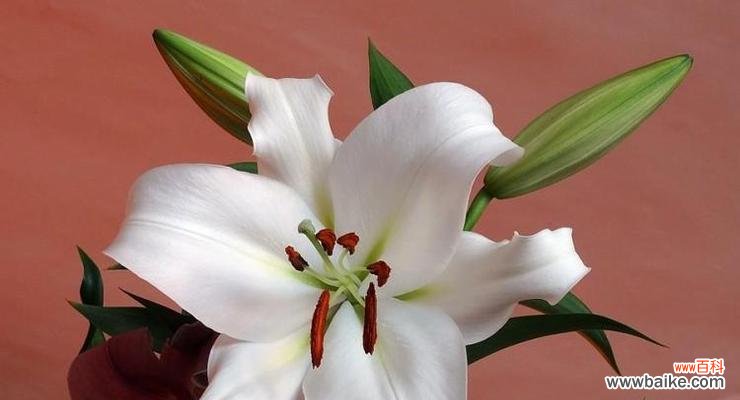 美丽的百合花 百合花的象征意义与传承