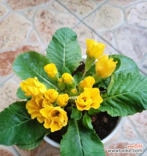 探寻春天的希望与重生 报春花的寓意和象征