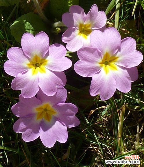 传承千年的花朵 报春花