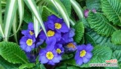 传承千年的花朵 报春花