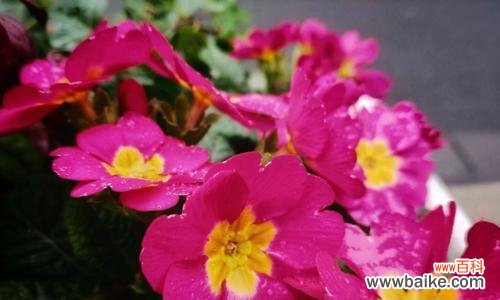 传承千年的花朵 报春花