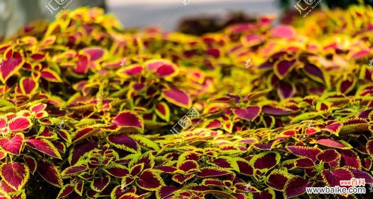 彩叶草的花语和寓意 彩叶草——花开如彩,寓意多姿