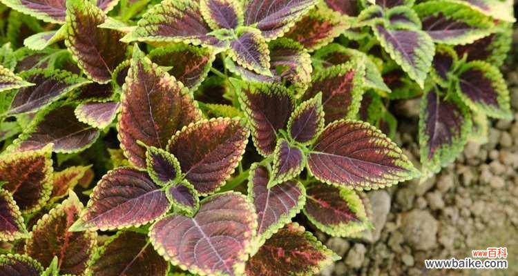 彩叶草的花语和寓意 彩叶草——花开如彩,寓意多姿