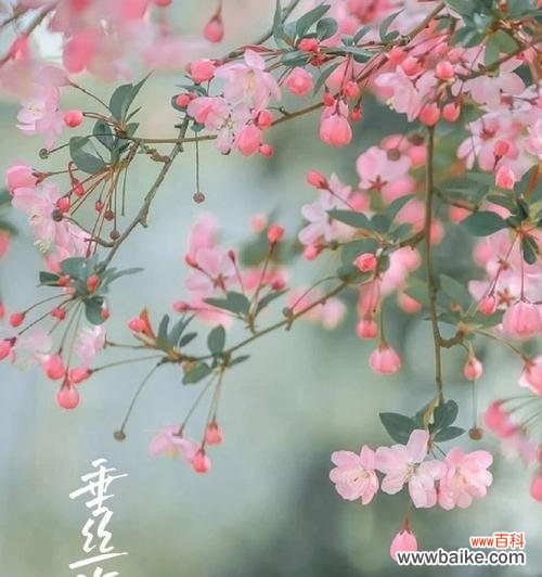 探寻垂丝海棠花语的美妙象征 垂丝海棠花语的深意