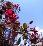 探寻垂丝海棠花语的美妙象征 垂丝海棠花语的深意