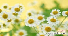 解读小雏菊的花语 小雏菊的花语与意义