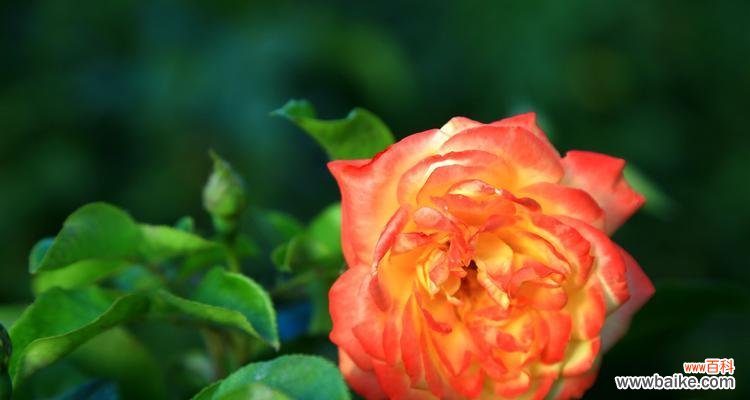 探寻橙色月季花背后的意义与寓意 橙色月季花的象征意义