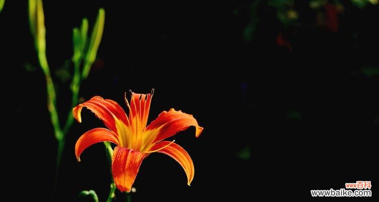 探秘大花萱草的花语 大花萱草的花语及其意义