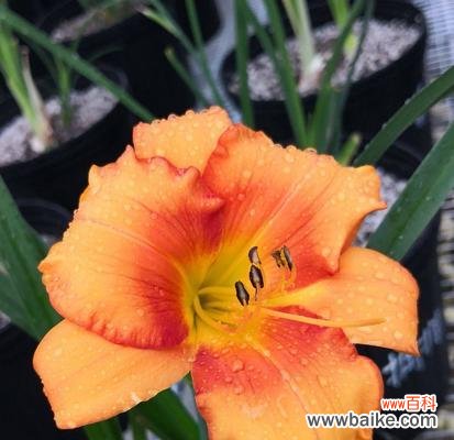 探秘大花萱草的花语 大花萱草的花语及其意义