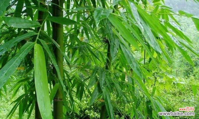 探索翠竹的寓意与象征 翠竹的象征意义