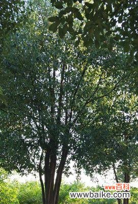 探索丛生香樟的生态特征及其在生态系统中的作用 丛生香樟的意义与价值