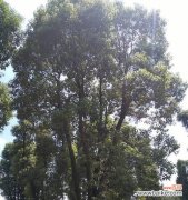 探索丛生香樟的生态特征及其在生态系统中的作用 丛生香樟的意义与价值