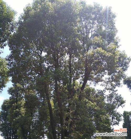 探索丛生香樟的生态特征及其在生态系统中的作用 丛生香樟的意义与价值