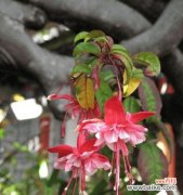 探寻吊钟花的花语之美 吊钟花的花语与美丽