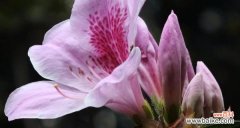 了解杜鹃花的风水寓意 杜鹃花的风水寓意与注意事项