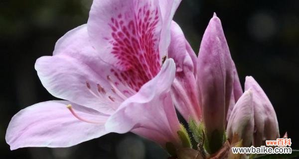 了解杜鹃花的风水寓意 杜鹃花的风水寓意与注意事项