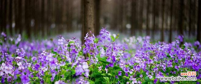 探寻二月兰的花语与传递信息的奥秘 二月兰的花语——坚韧不拔的力量